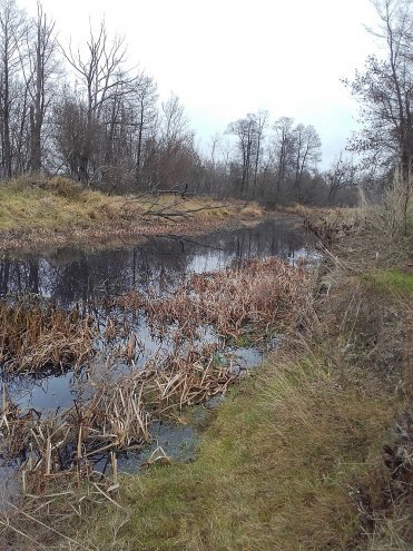Zanieczyszczona woda w Narwi [13.11.2015] - zdjęcie #13 - eOstroleka.pl