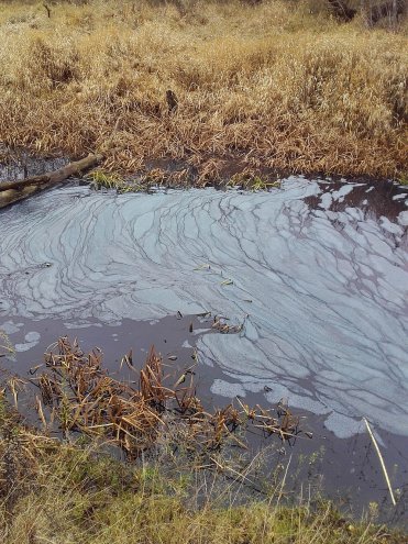 Zanieczyszczona woda w Narwi [13.11.2015] - zdjęcie #14 - eOstroleka.pl