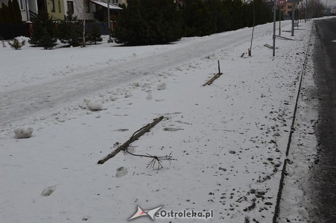 Ostrołęka: Wandale zniszczyli drzewka wzdłuż ulicy Bohaterów Warszawy [17.01.2016] - zdjęcie #1 - eOstroleka.pl