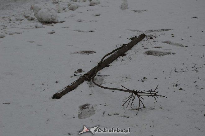 Ostrołęka: Wandale zniszczyli drzewka wzdłuż ulicy Bohaterów Warszawy [17.01.2016] - zdjęcie #2 - eOstroleka.pl
