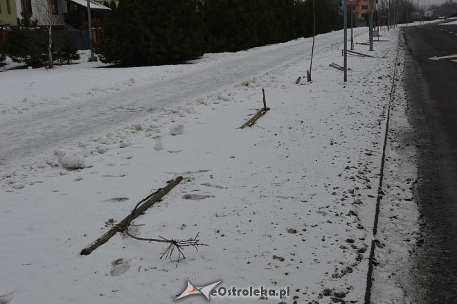 Ostrołęka: Wandale zniszczyli drzewka wzdłuż ulicy Bohaterów Warszawy [17.01.2016] - zdjęcie #3 - eOstroleka.pl