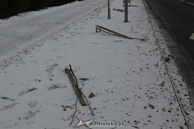 Ostrołęka: Wandale zniszczyli drzewka wzdłuż ulicy Bohaterów Warszawy [17.01.2016] - zdjęcie #4 - eOstroleka.pl
