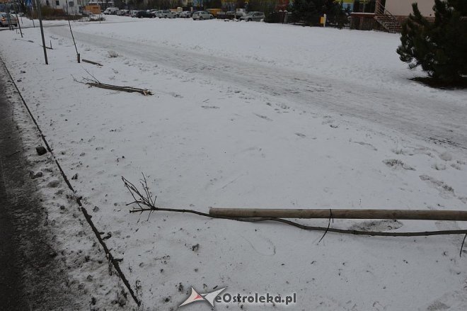 Ostrołęka: Wandale zniszczyli drzewka wzdłuż ulicy Bohaterów Warszawy [17.01.2016] - zdjęcie #7 - eOstroleka.pl
