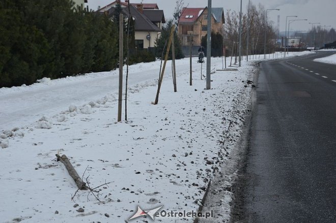 Ostrołęka: Wandale zniszczyli drzewka wzdłuż ulicy Bohaterów Warszawy [17.01.2016] - zdjęcie #13 - eOstroleka.pl