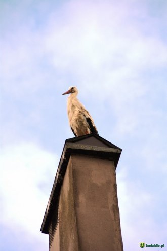 Rodzinny piknik w Dylewie [10.07.2016] - zdjęcie #17 - eOstroleka.pl