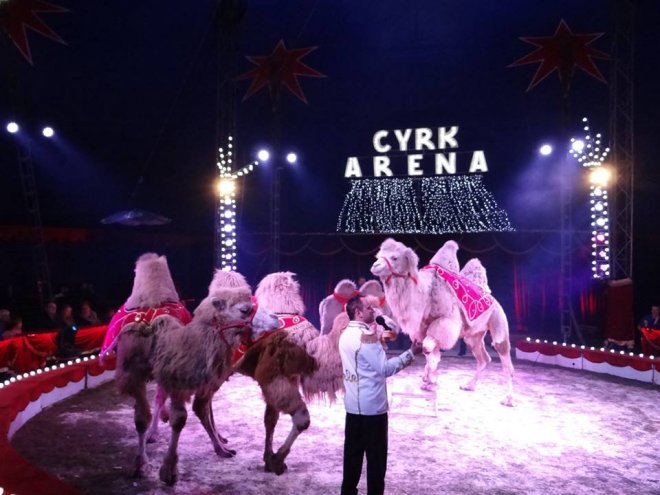 Cyrk Arena w Ostrołęce - zapowiedź - zdjęcie #7 - eOstroleka.pl