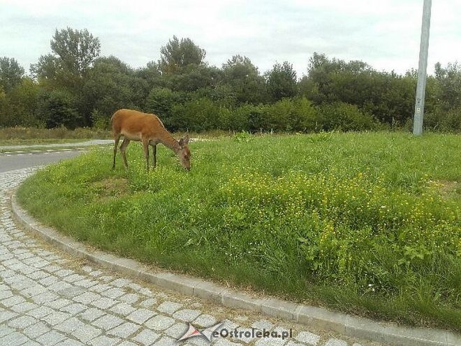 Zabłąkana łania na rondzie w Ostrołęce [31.08.2016] - zdjęcie #2 - eOstroleka.pl