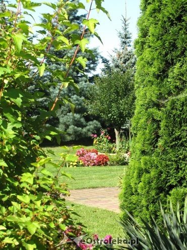 Właściciele najładniejszych posesji z Rzekunia nagrodzeni [ZDJĘCIA] - zdjęcie #24 - eOstroleka.pl