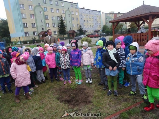Święto Drzewa w Przedszkolu Miejskim nr 17 Kraina Misiów [ZDJĘCIA] - zdjęcie #17 - eOstroleka.pl