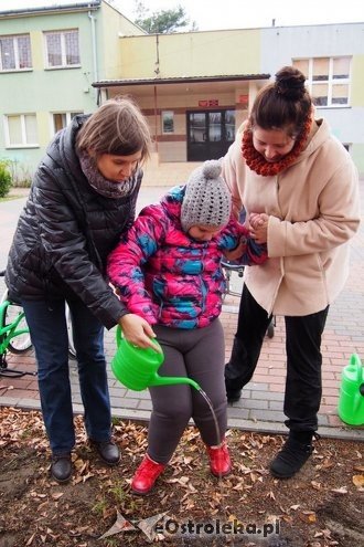 Uczniowie ZSZ nr 4 i „Kolorowej Szkoły” wspólnie sadzili żonkile [ZDJĘCIA] - zdjęcie #4 - eOstroleka.pl