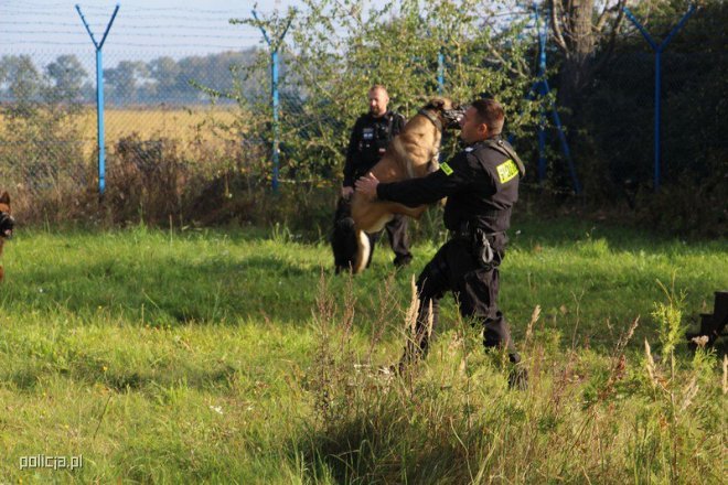 Jak pracują psy w policji? [04.11.2016] - zdjęcie #15 - eOstroleka.pl