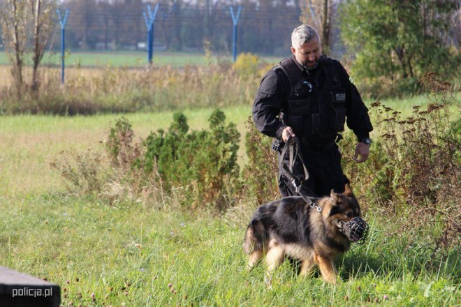 Jak pracują psy w policji? [04.11.2016] - zdjęcie #3 - eOstroleka.pl