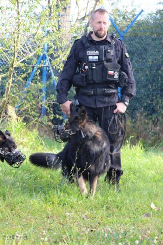 Jak pracują psy w policji? [04.11.2016] - zdjęcie #4 - eOstroleka.pl