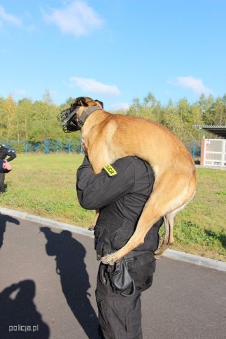 Jak pracują psy w policji? [04.11.2016] - zdjęcie #5 - eOstroleka.pl