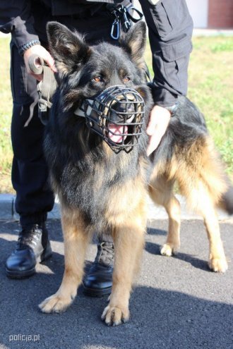 Jak pracują psy w policji? [04.11.2016] - zdjęcie #11 - eOstroleka.pl