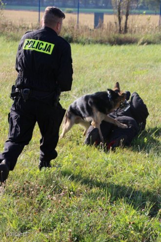 Jak pracują psy w policji? [04.11.2016] - zdjęcie #8 - eOstroleka.pl