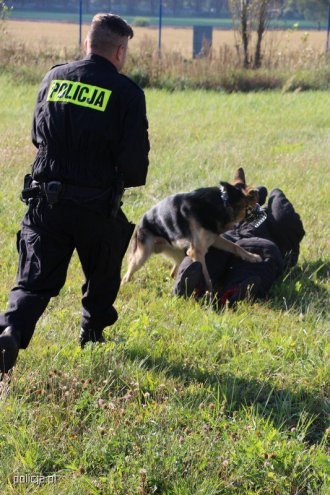 Jak pracują psy w policji? [04.11.2016] - zdjęcie #9 - eOstroleka.pl