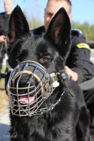 Jak pracują psy w policji? [04.11.2016] - zdjęcie #11 - eOstroleka.pl