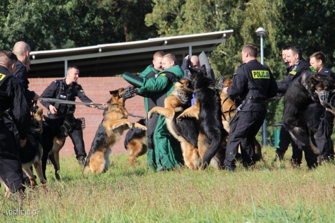 Jak pracują psy w policji? [04.11.2016] - zdjęcie #14 - eOstroleka.pl