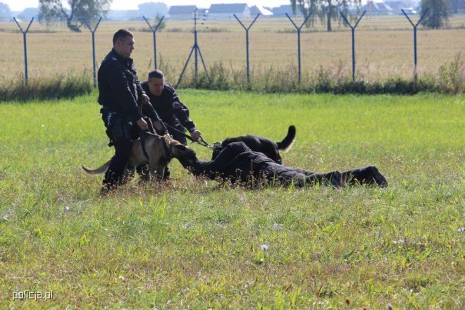 Jak pracują psy w policji? [04.11.2016] - zdjęcie #15 - eOstroleka.pl