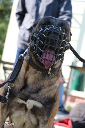 Jak pracują psy w policji? [04.11.2016] - zdjęcie #16 - eOstroleka.pl