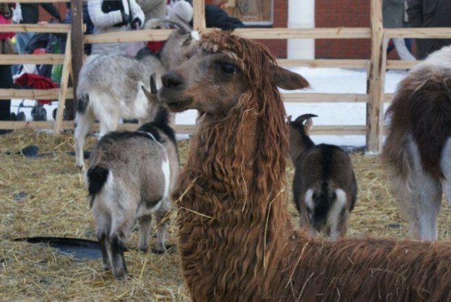 Wigilia Miejska w Ostrołęce (19.12.09) - zdjęcie #55 - eOstroleka.pl