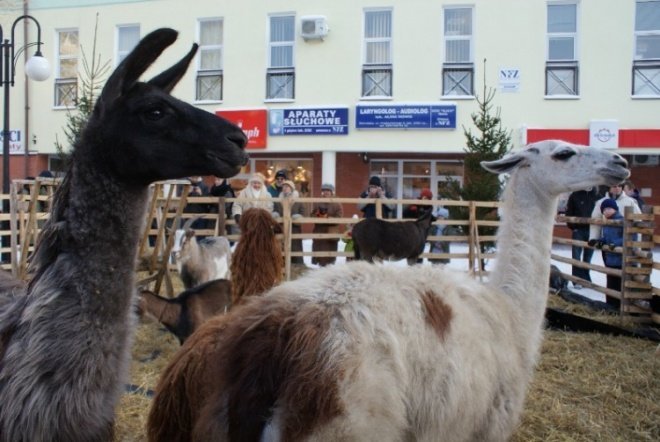 Wigilia Miejska w Ostrołęce (19.12.09) - zdjęcie #61 - eOstroleka.pl