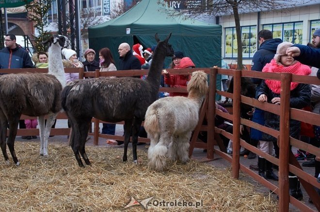 Miejska Wigilia 2016 w Ostrołęce [17.12.2016] - zdjęcie #16 - eOstroleka.pl
